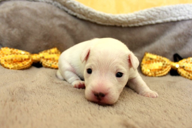 Of Lok Ker Eden - Parson Russell Terrier - Portée née le 01/05/2016